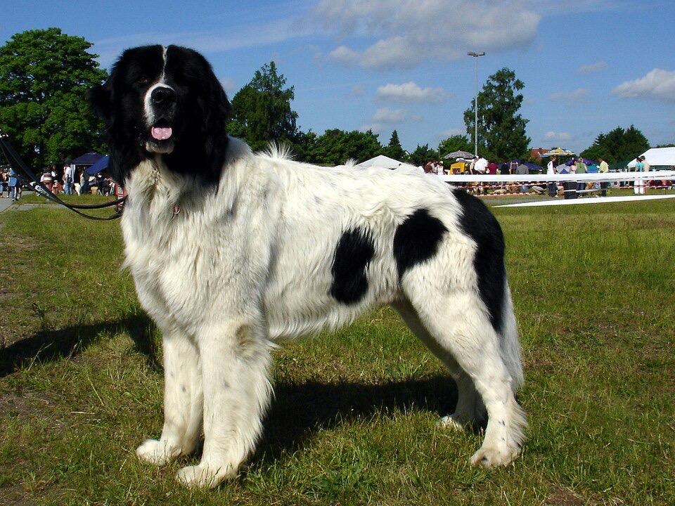 Landseer dog breed portrait