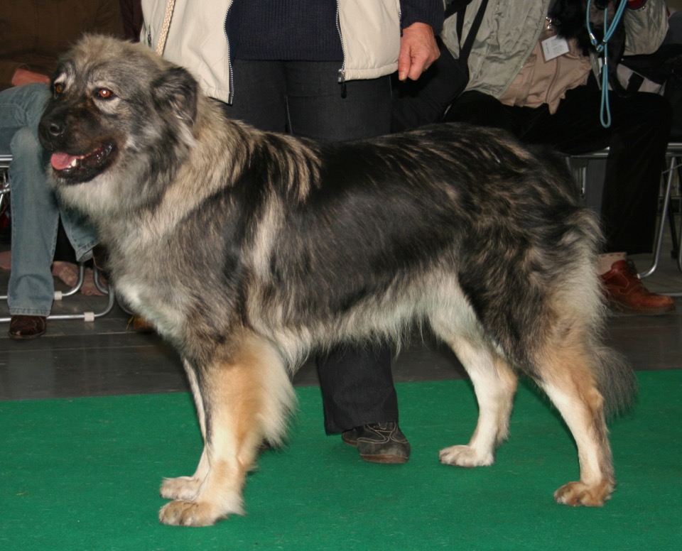 Karst Shepherd dog breed portrait