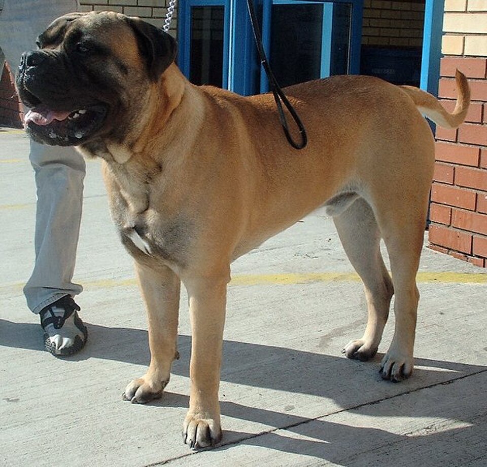 Bullmastiff dog breed portrait