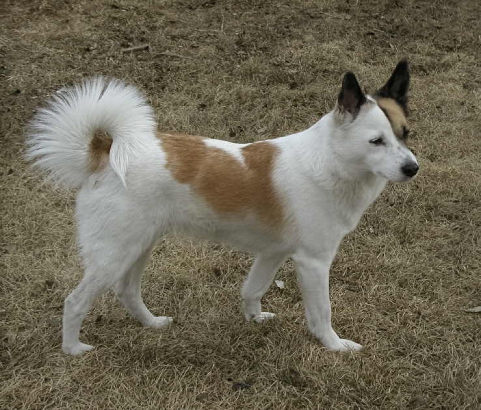 Norrbottenspitz dog breed portrait