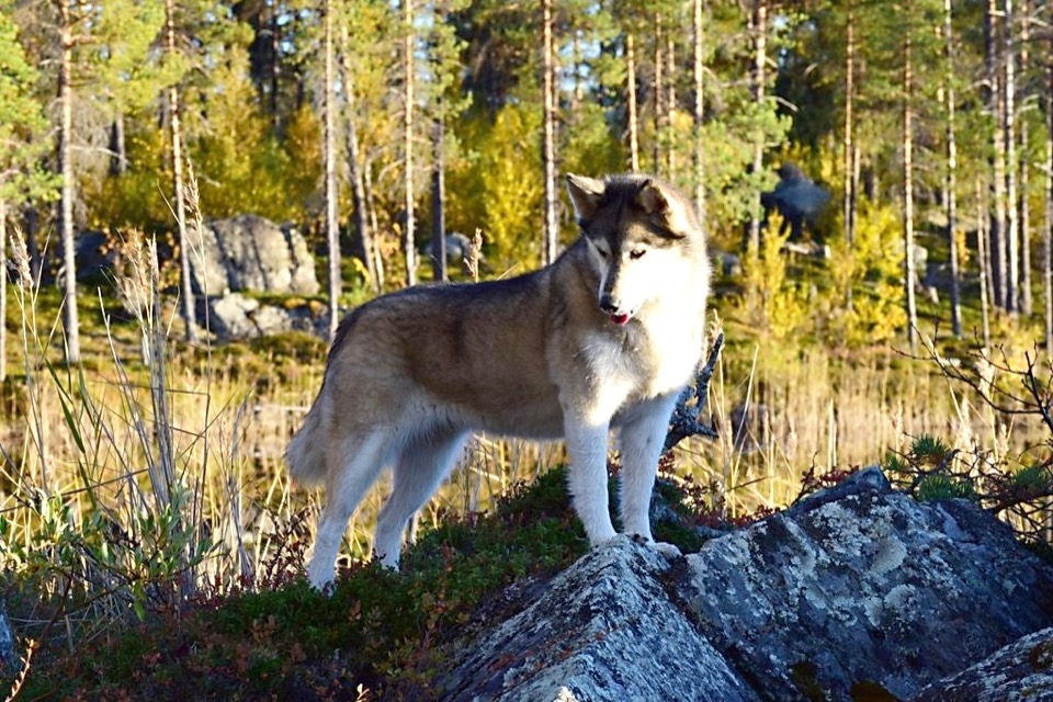 Siberian Husky dog breed portrait