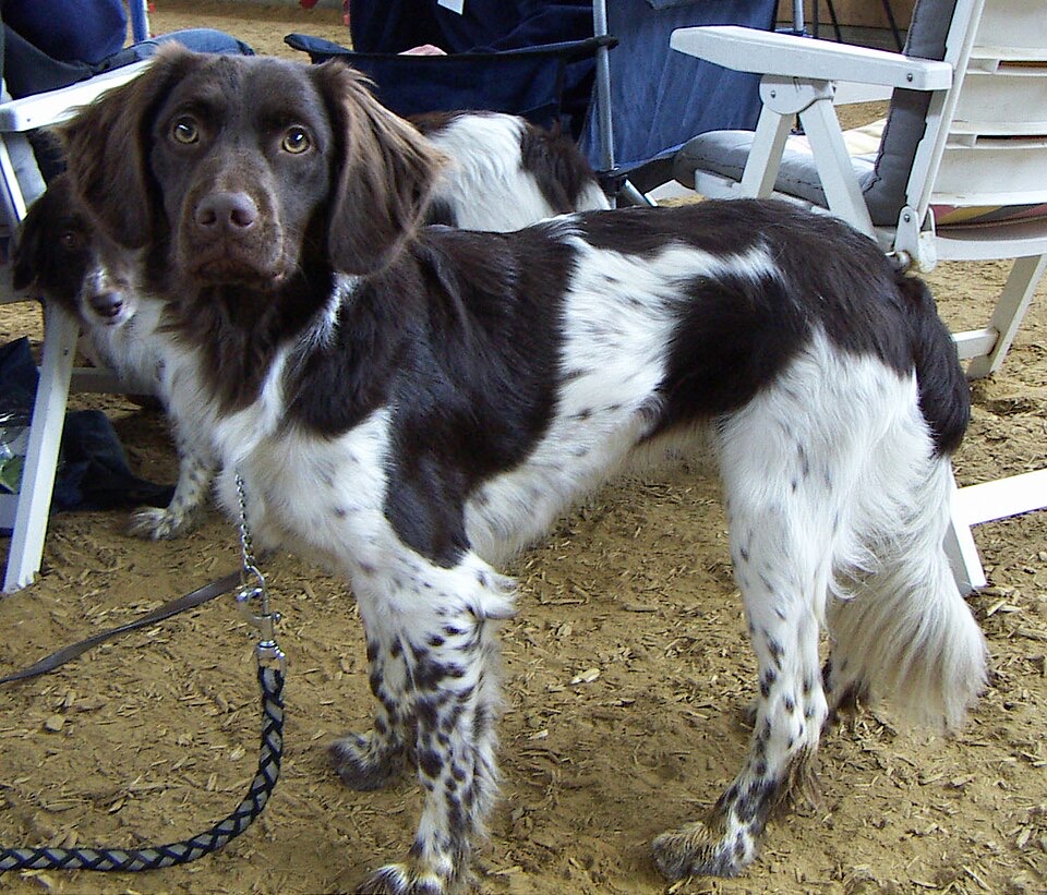 Stabyhoun dog breed portrait