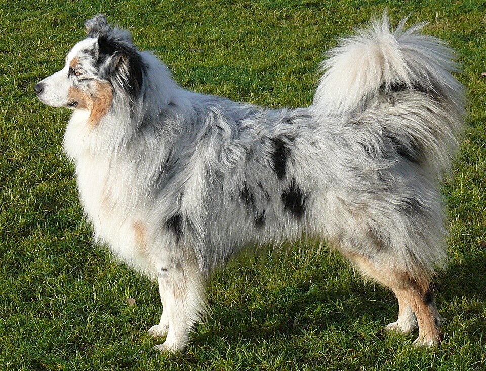 Australian Shepherd dog breed portrait