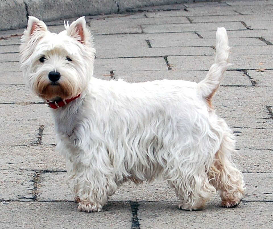 West Highland White Terrier dog breed portrait
