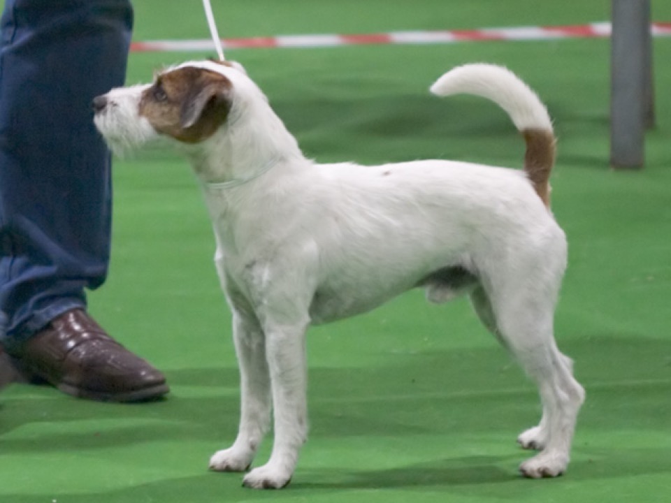 Parson Russell Terrier dog breed portrait