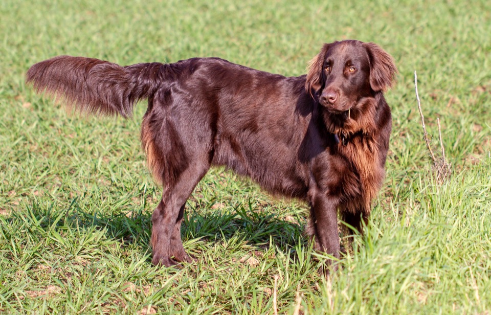 Flat-Coated Retriever dog breed portrait