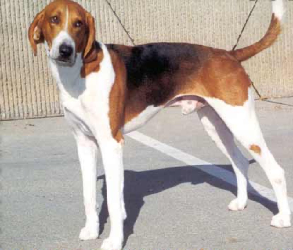 American Foxhound dog breed portrait
