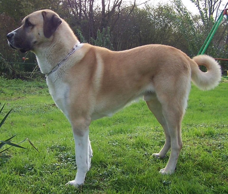 Kangal Shepherd Dog dog breed portrait