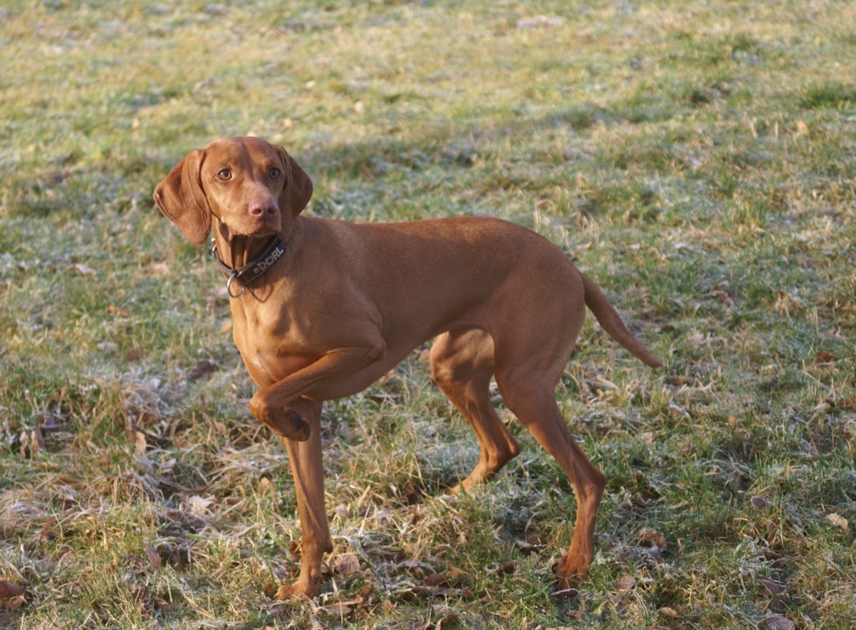 Vizsla dog breed portrait