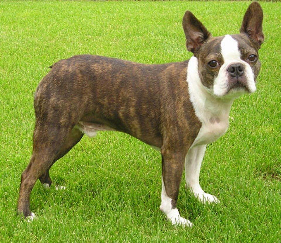 Boston Terrier dog breed portrait