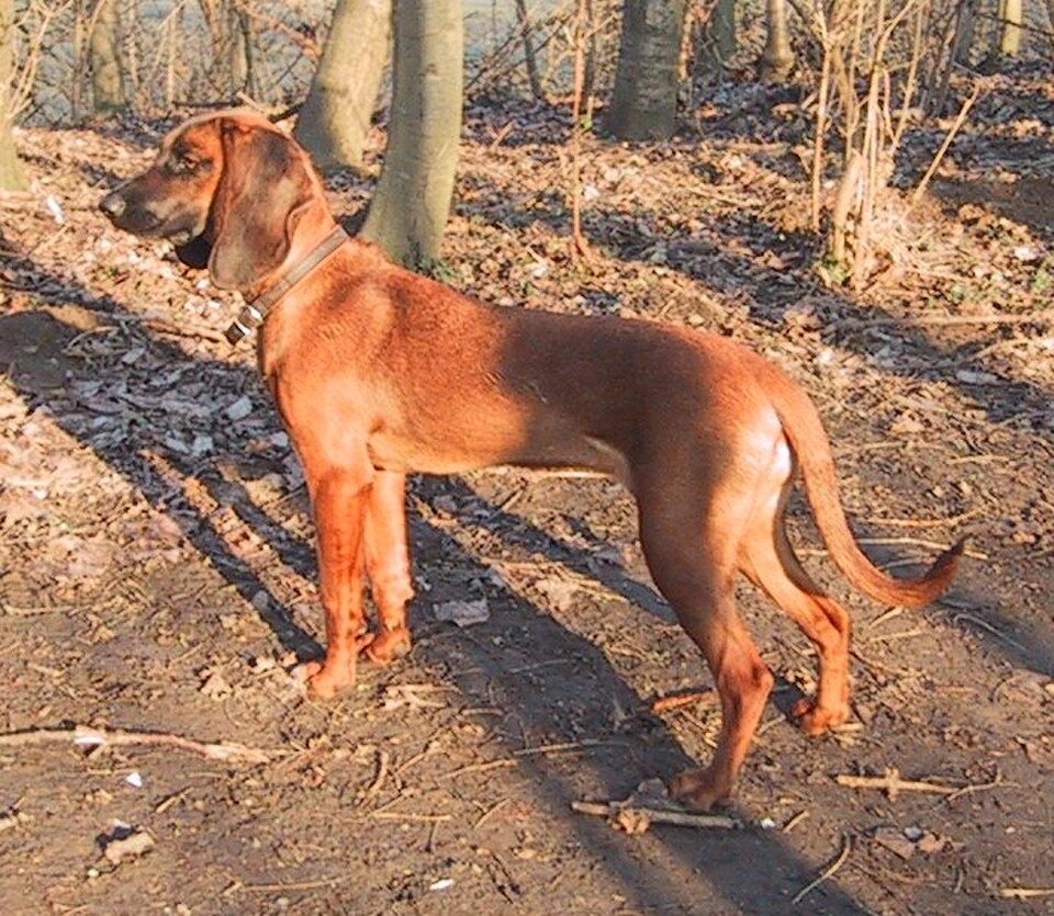 Bavarian Mountain Scent Hound dog breed portrait