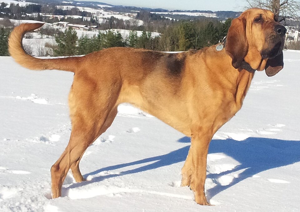 Bloodhound dog breed portrait