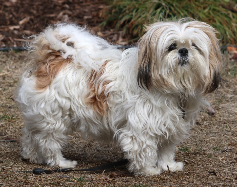 Shih Tzu dog breed portrait