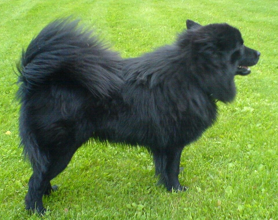 Swedish Lapphund dog breed portrait