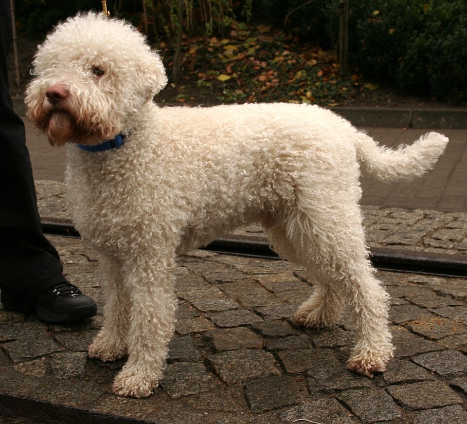 Lagotto Romagnolo dog breed portrait