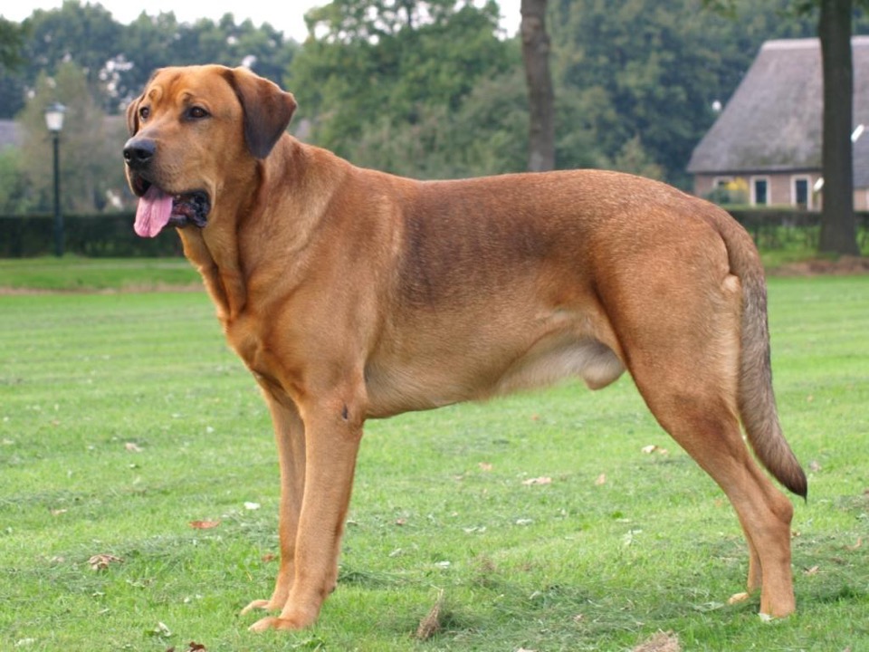 Broholmer dog breed portrait