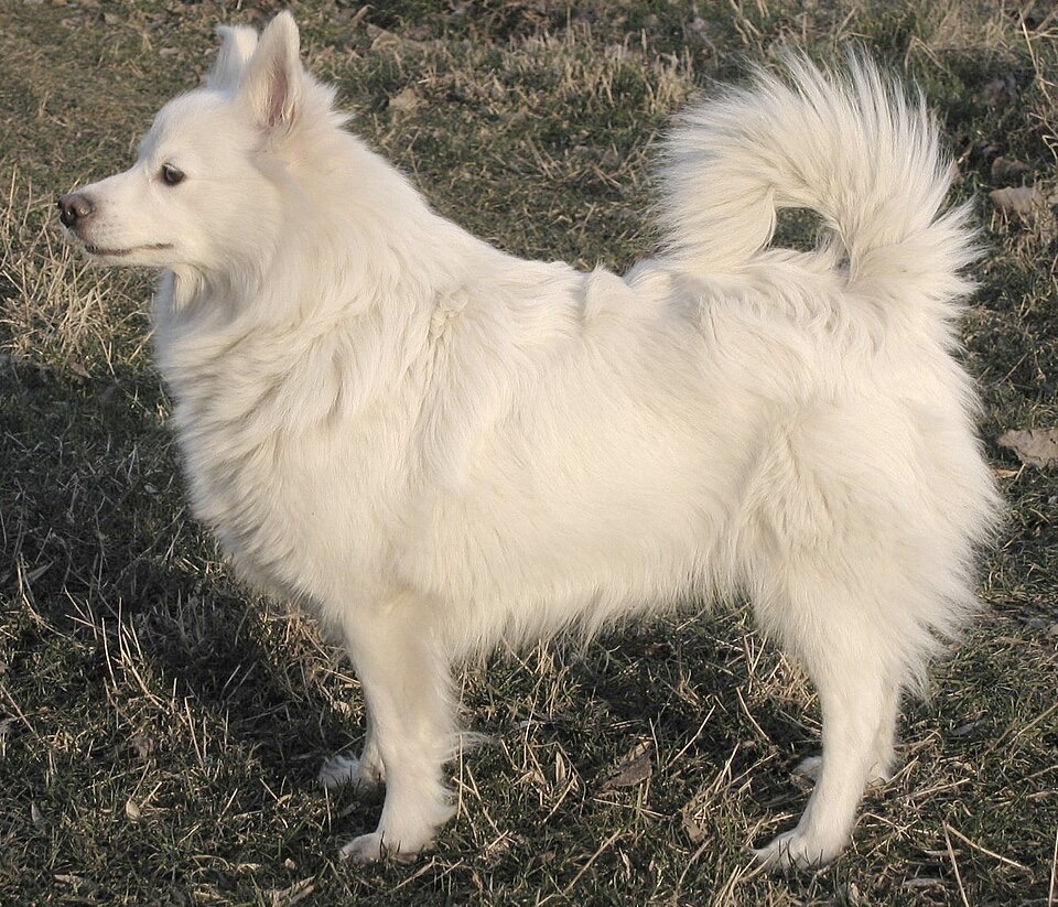 Pomeranian dog breed portrait