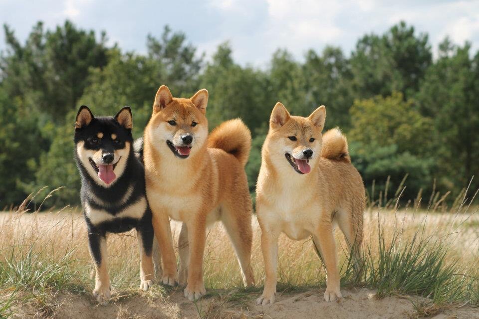 Shiba Inu dog breed portrait