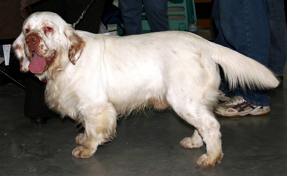 Clumber Spaniel dog breed portrait