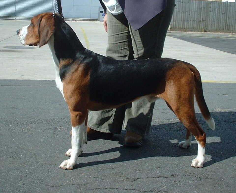 Hamiltonstövare dog breed portrait
