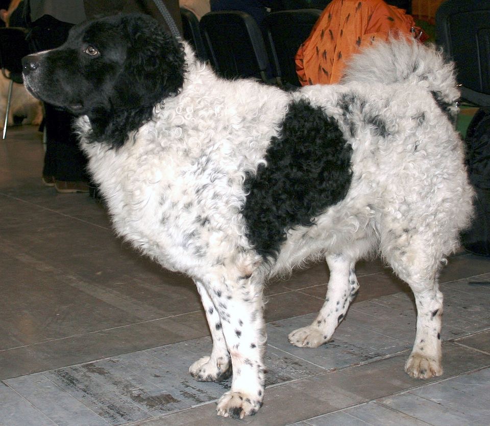 Wetterhoun (Frisian Water Dog) dog breed portrait