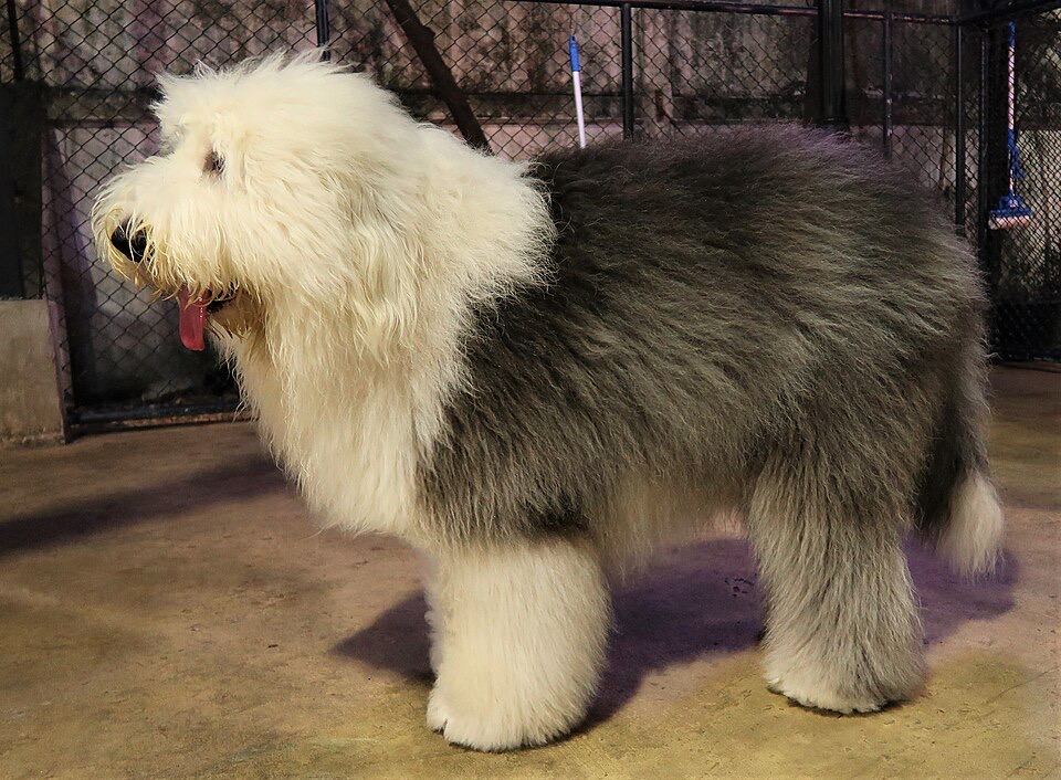 Old English Sheepdog dog breed portrait