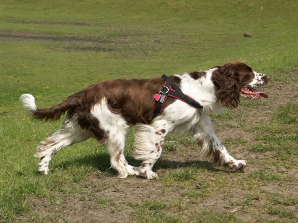 English Springer Spaniel dog breed portrait