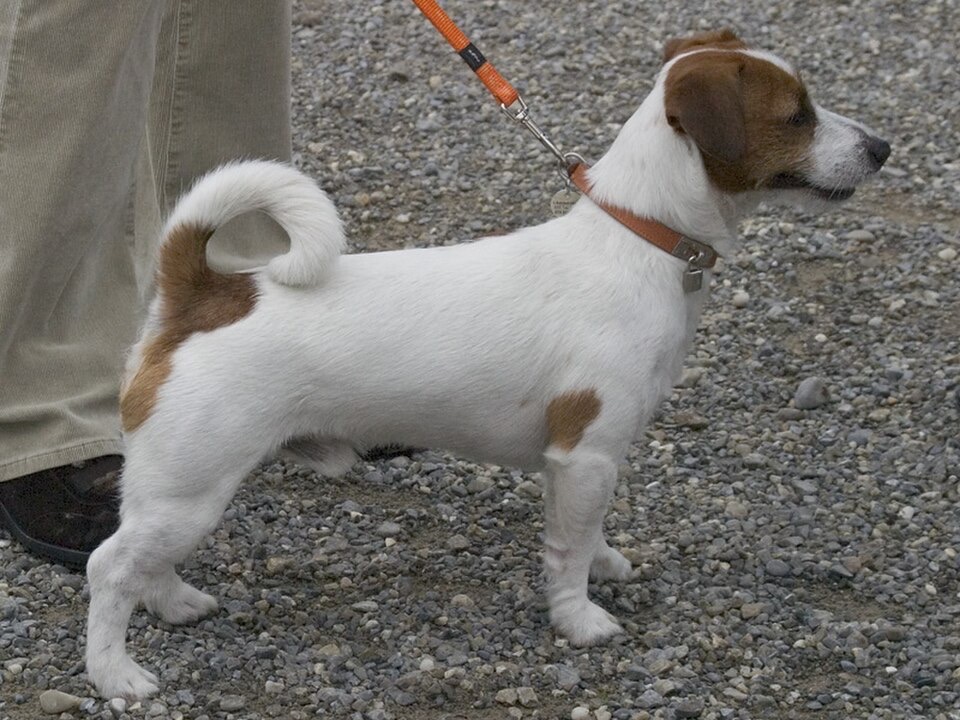 Jack Russell Terrier dog breed portrait
