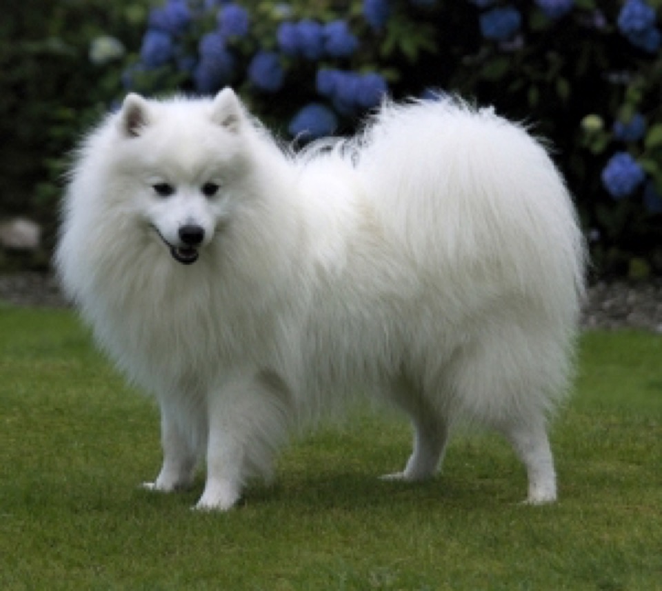 Japanese Spitz dog breed portrait