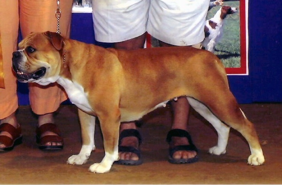 Olde English Bulldogge dog breed portrait