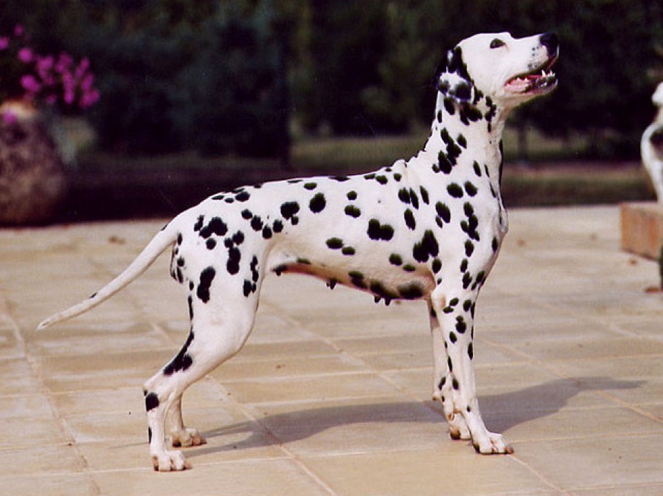 Dalmatian dog breed portrait