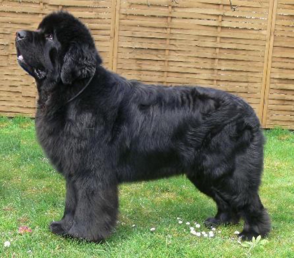 Newfoundland dog breed portrait