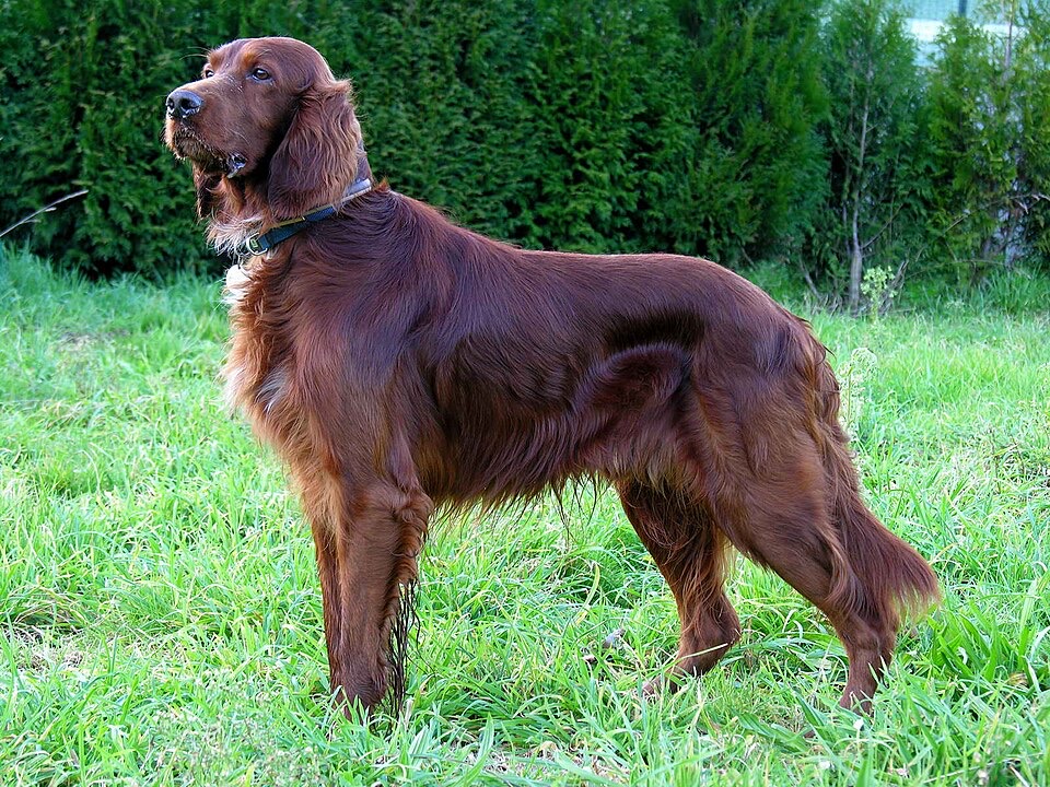 Irish Setter dog breed portrait