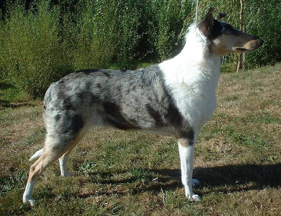 Smooth Collie dog breed portrait