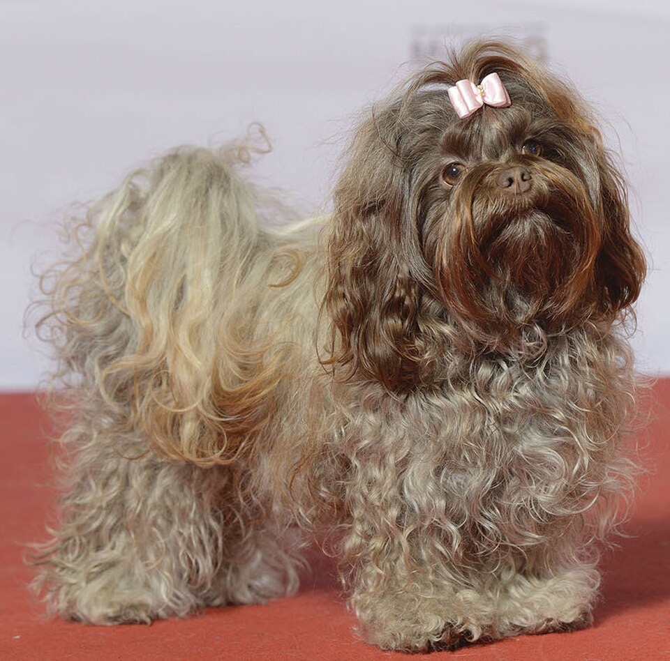 Bolonka Zwetna dog breed portrait