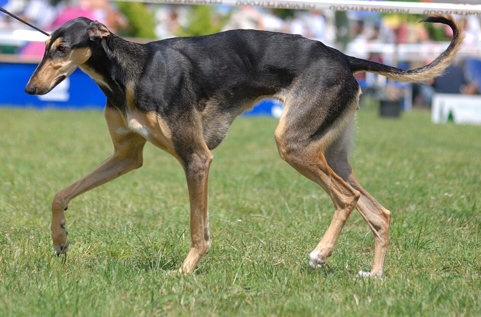 Chart Polski (Polish Greyhound) dog breed portrait
