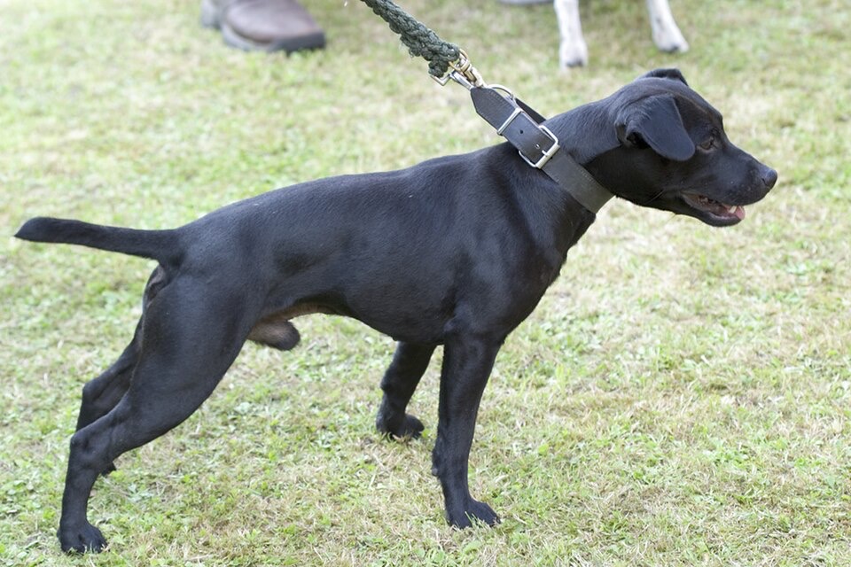 Patterdale Terrier dog breed portrait