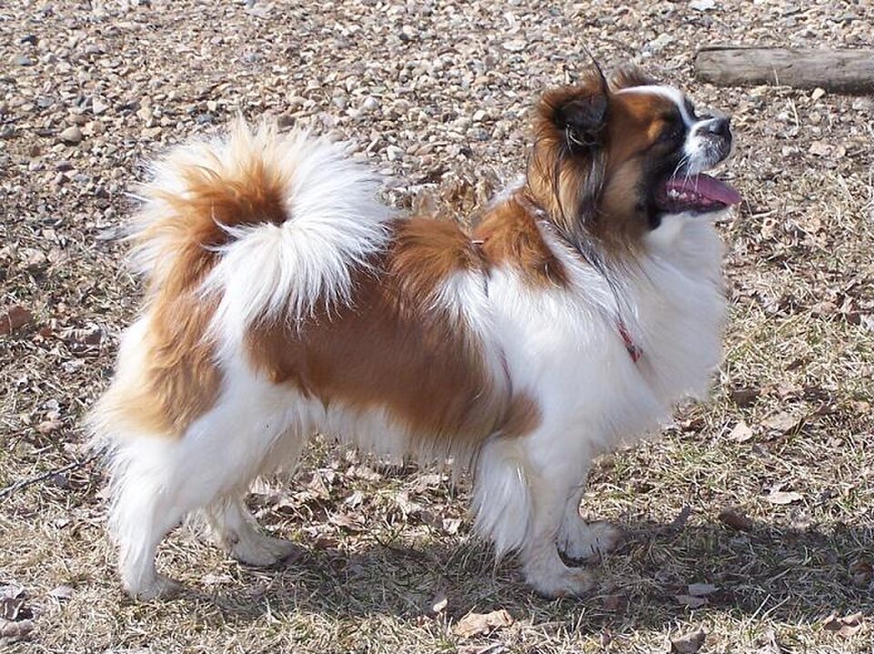 Tibetan Spaniel dog breed portrait