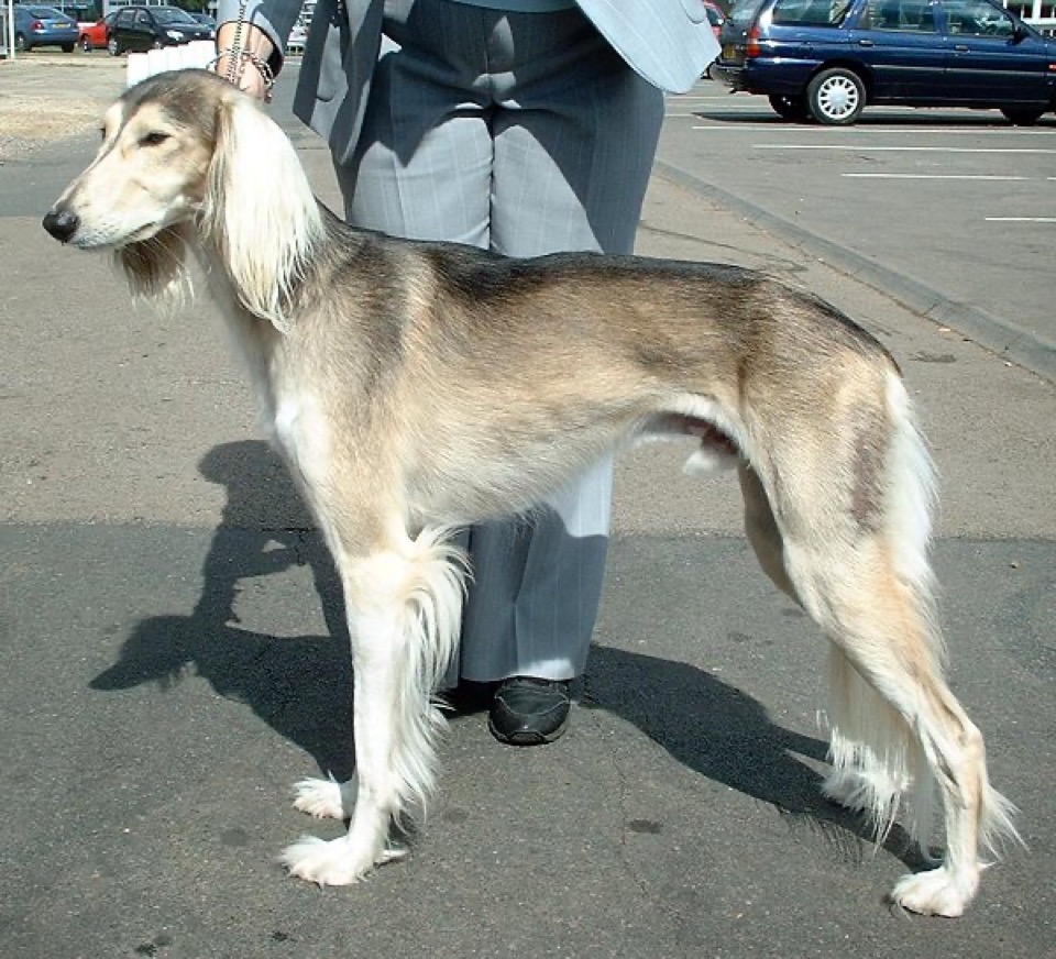 Saluki dog breed portrait