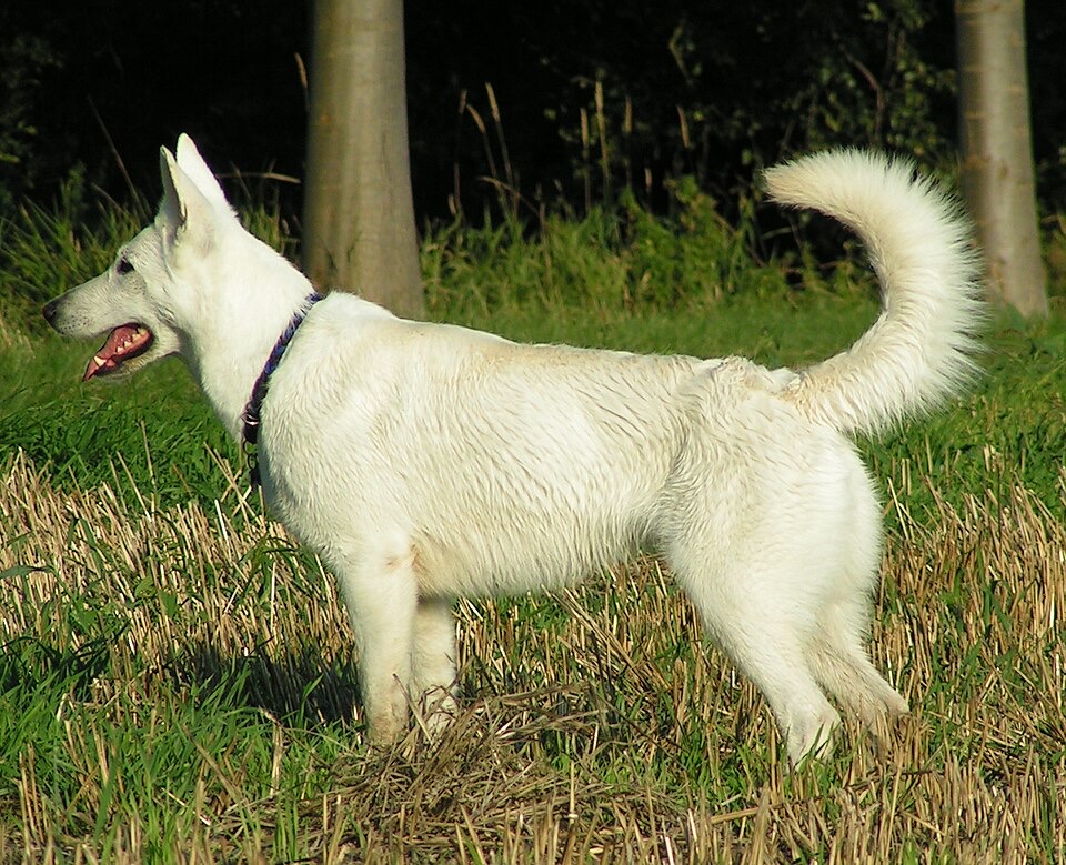 White Swiss Shepherd Dog dog breed portrait