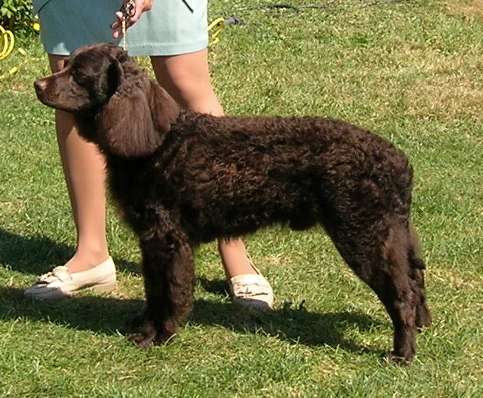 American Water Spaniel dog breed portrait