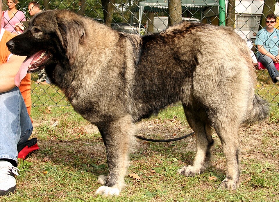 Caucasian Shepherd Dog dog breed portrait