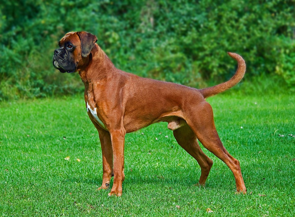 Boxer dog breed portrait