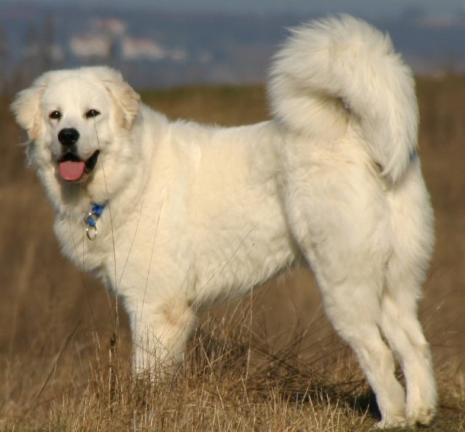 Polish Tatra Sheepdog dog breed portrait