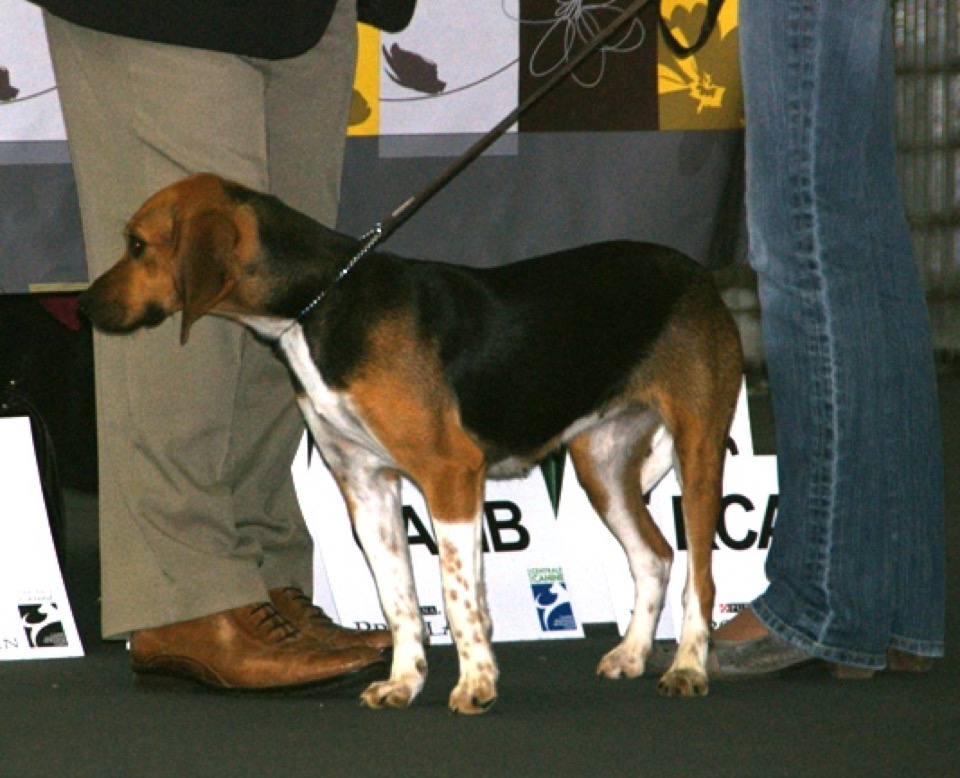 Beagle-Harrier dog breed portrait