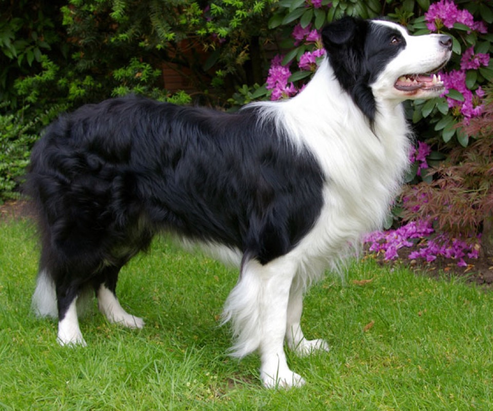 Border Collie dog breed portrait