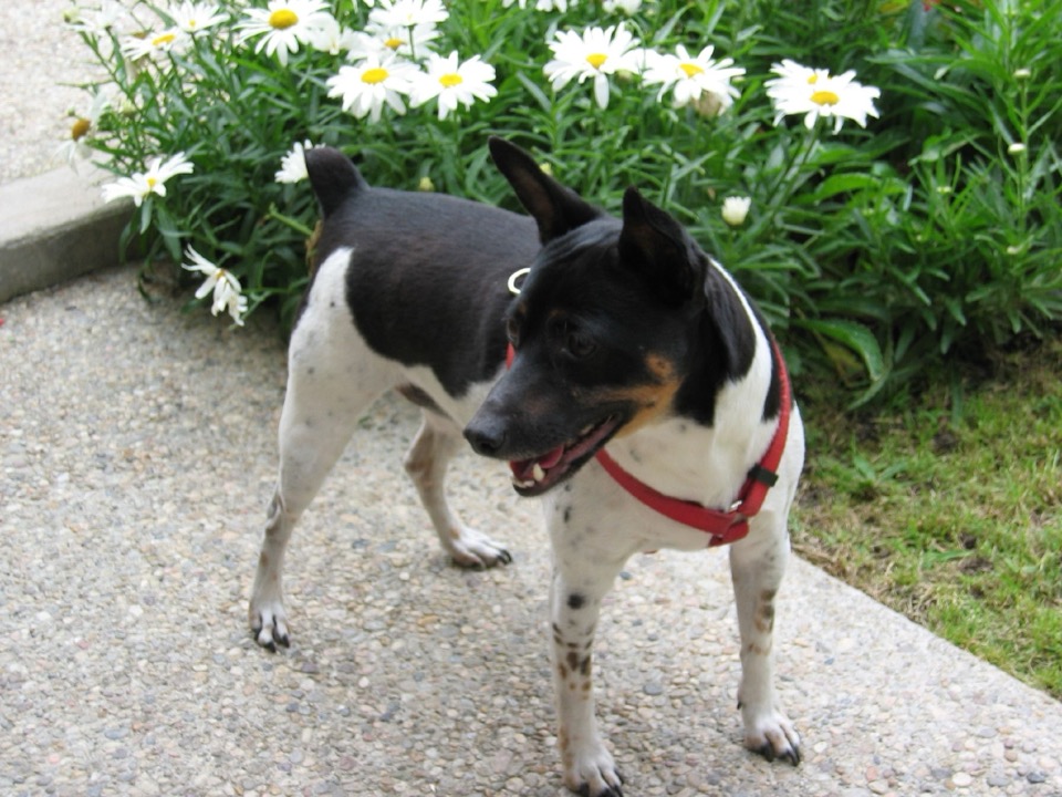 Rat Terrier dog breed portrait