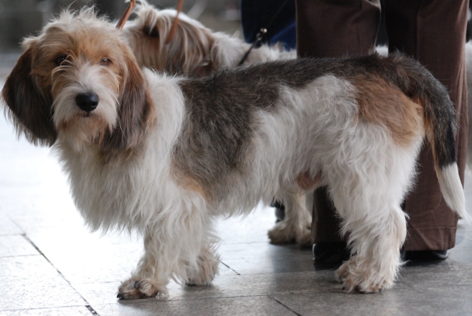 Petit Basset Griffon Vendéen dog breed portrait