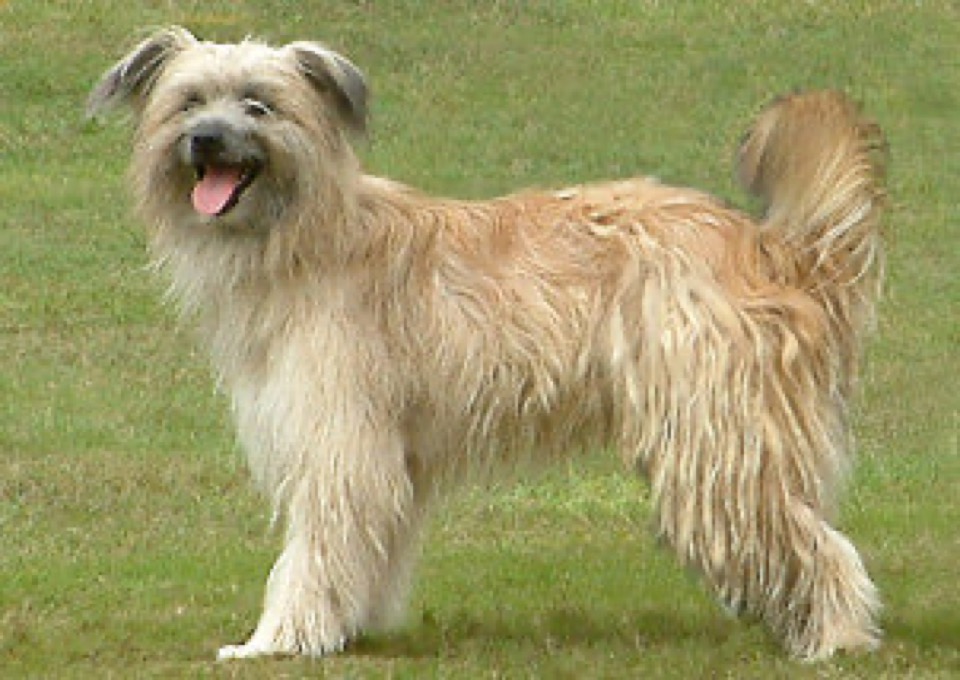 Pyrenean Shepherd dog breed portrait