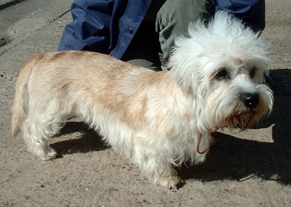 Dandie Dinmont Terrier dog breed portrait